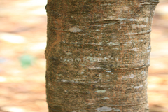 Xylia xylocarpa